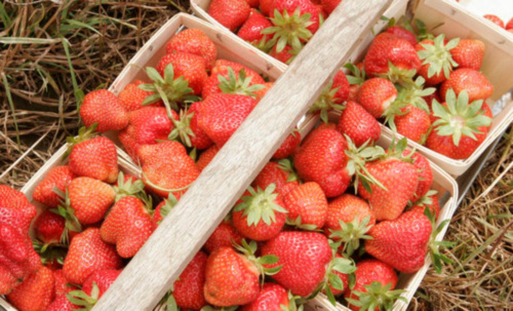 Fulton Farms strawberry fields