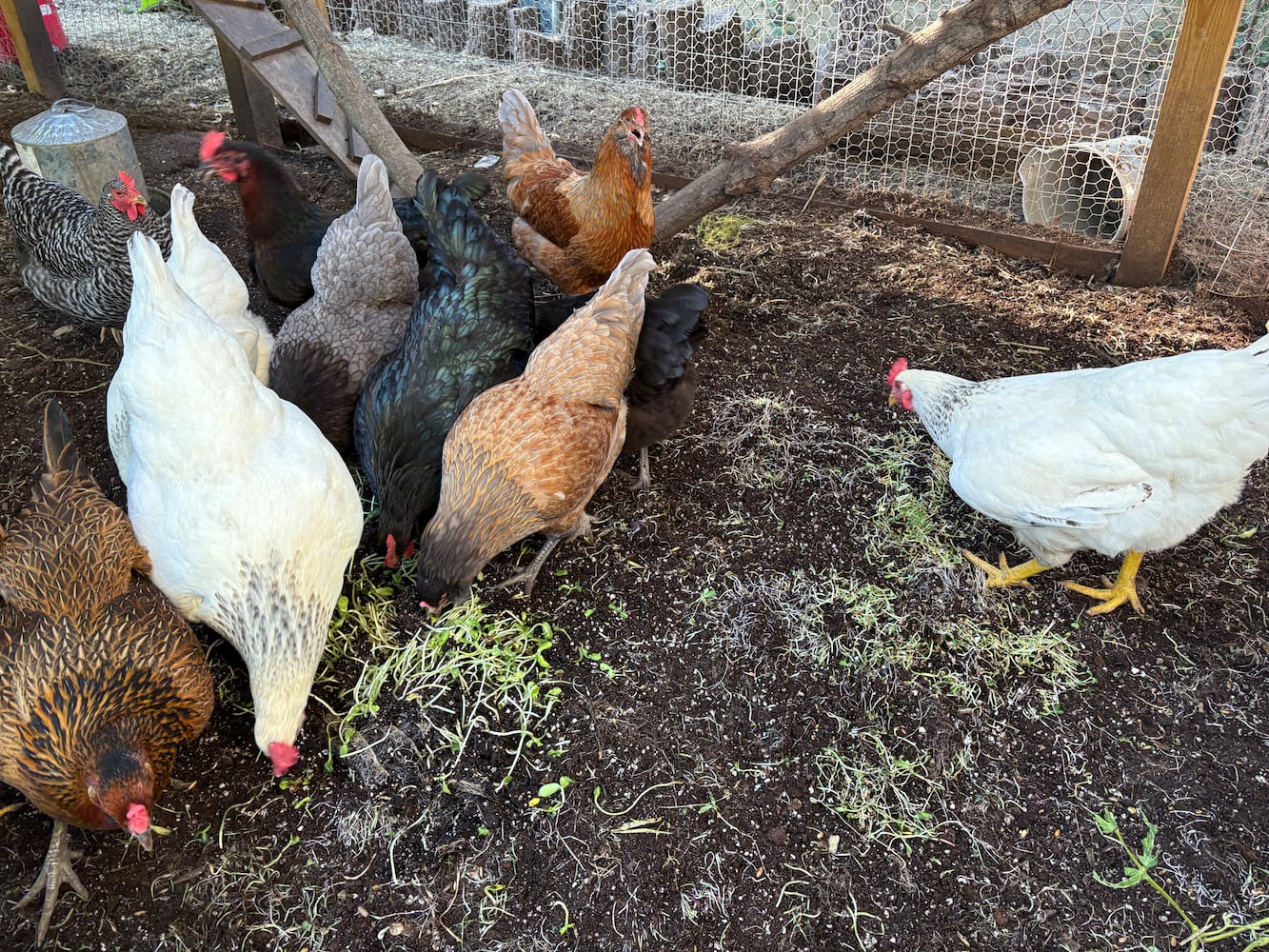 Combs chickens in Kettering