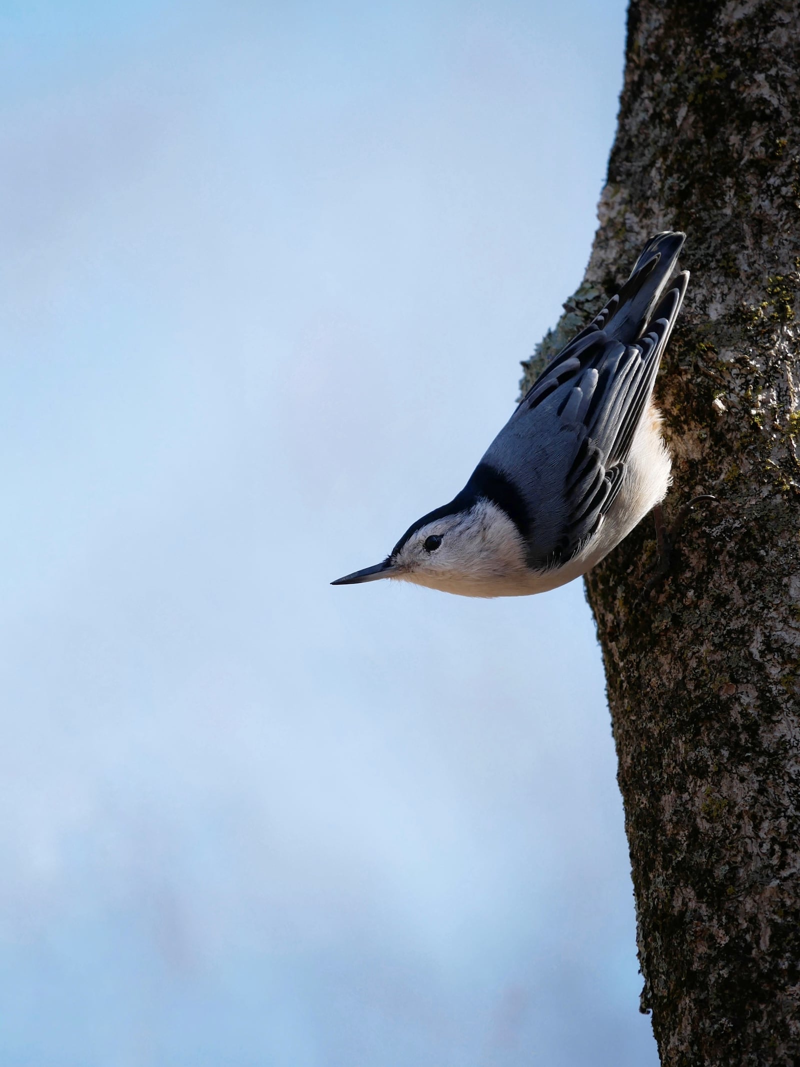 A wine breasted nuthatch at Germantown MetroPark. Photo by Jason Sullivan