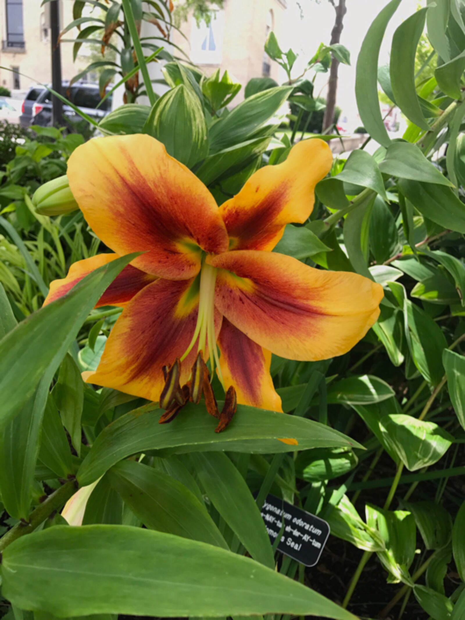 A flower blossoms at Riverscape Metropark.
