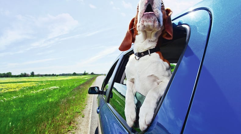 Dog and cat ownership not only influences brand choice, but that multiple pet ownership, as well as affinity for certain breeds, can indicate a much higher preference for certain automobile brands, according to two Harvard mathematicians. Metro News Service photo