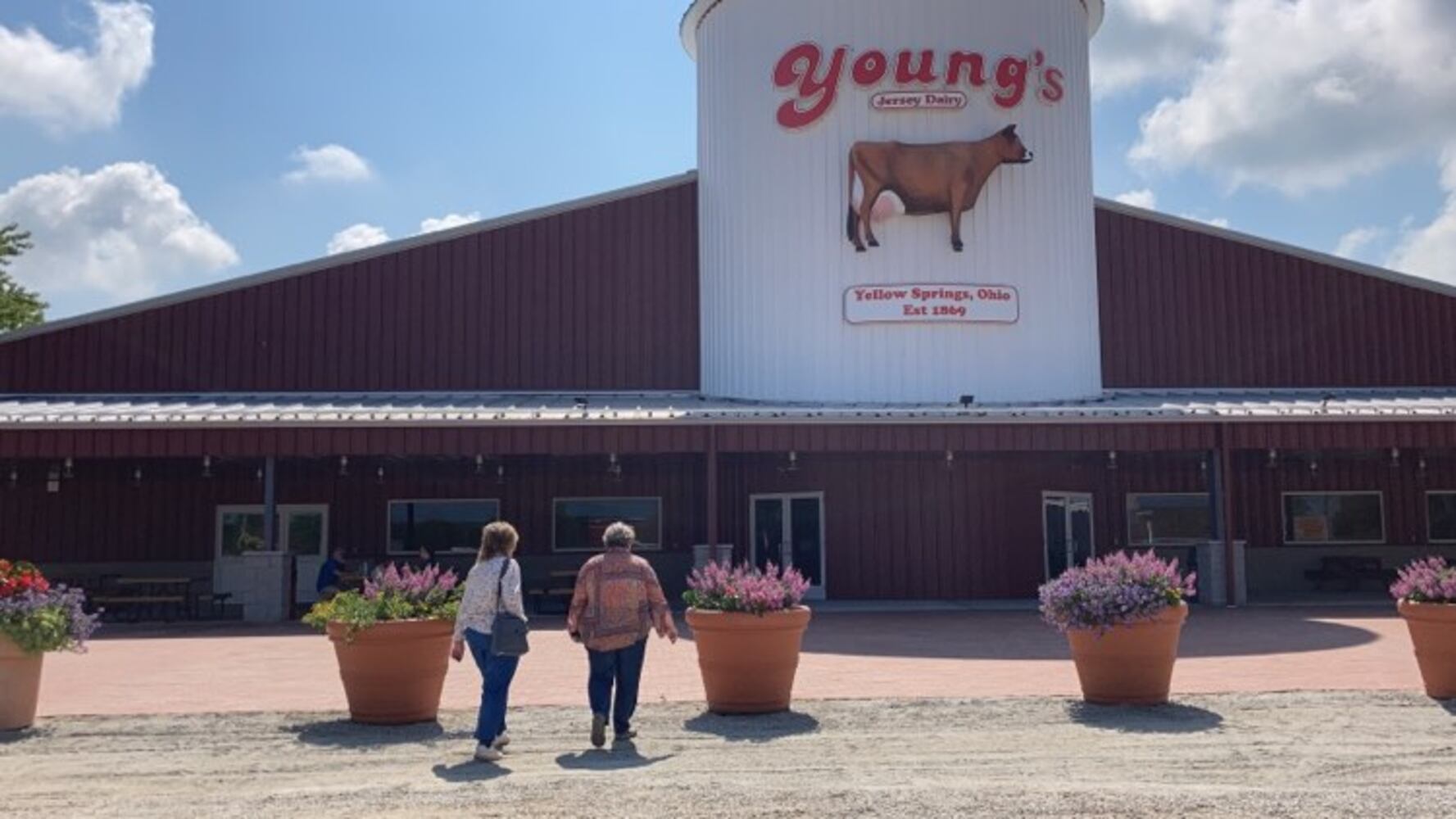 PHOTS: Day one of the brand new Young's Jersey Dairy barn