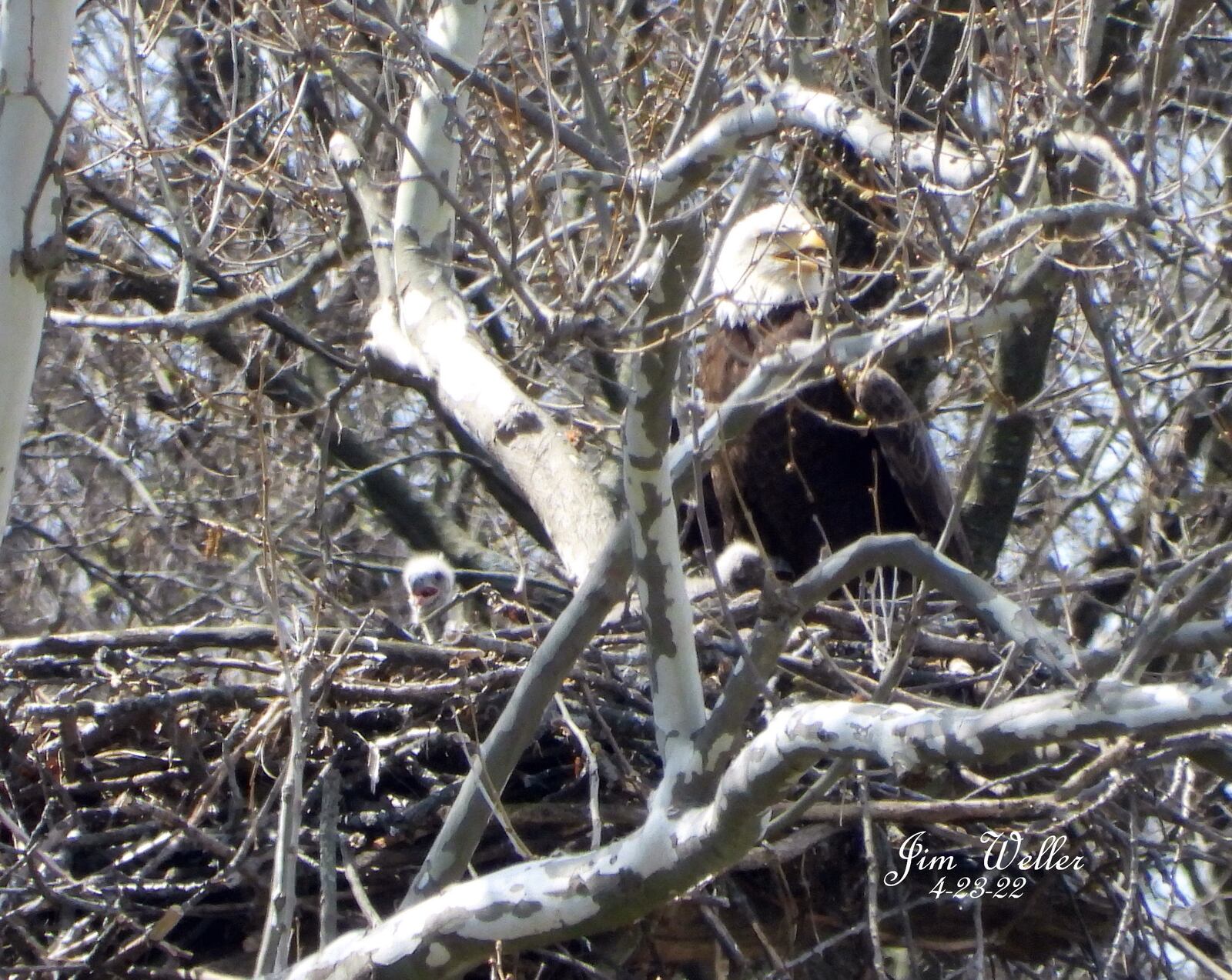 After hundreds of name suggestions, Carillon Historical Park’s eaglets have been named. PHOTO COURTESY: JIM WELLER