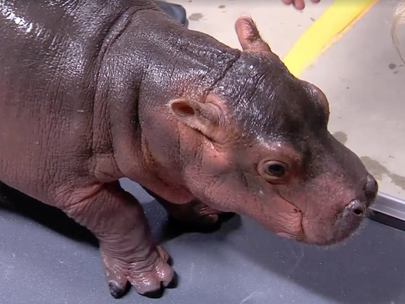 Cincinnati Zoo’s baby hippo Fiona gets ready to meet her parents