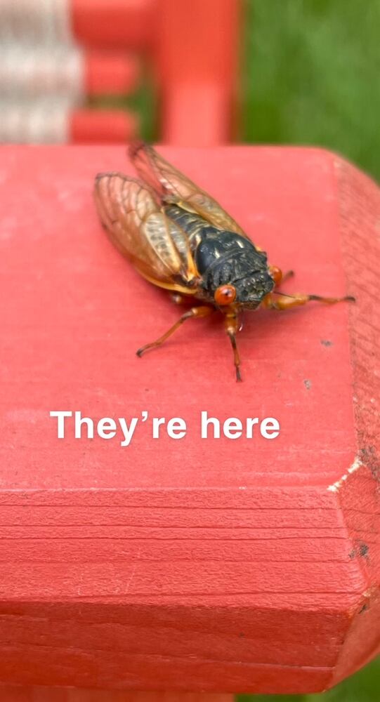 Miamisburg Cicada