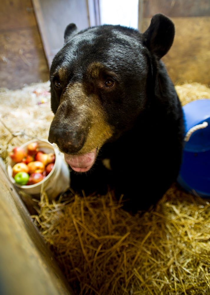Buddy the bear
