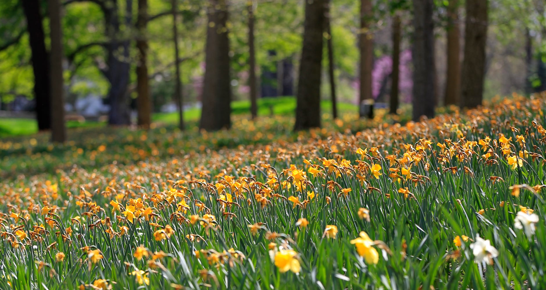 PHOTOS: Tens of thousands of daffodils on display in Oakwood