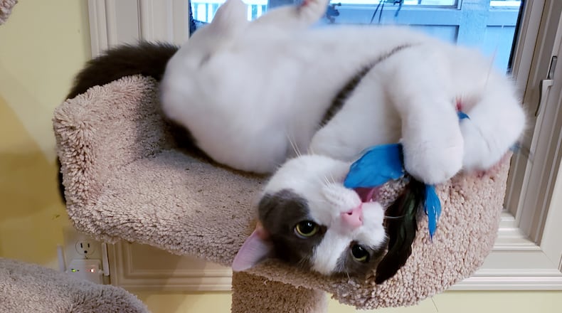 Pip playing with his blue feather wand toy. KARIN SPICER