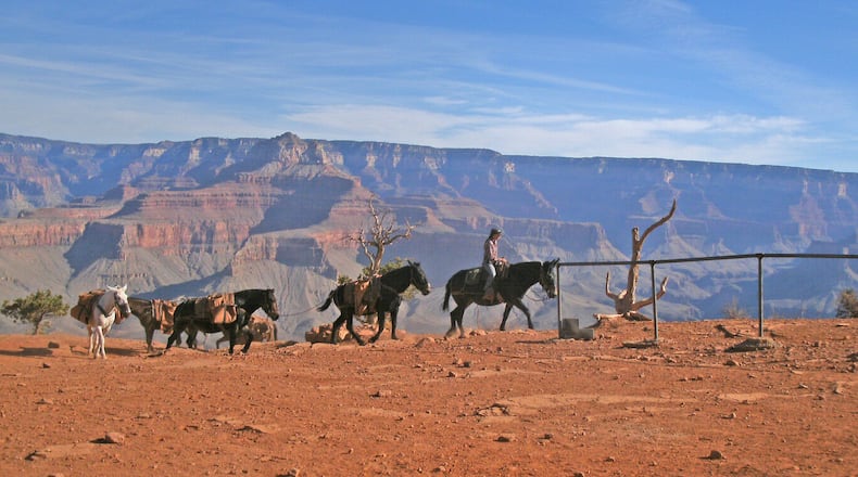 Mules are a popular way for visitors to tour the Grand Canyon. (David Roknic/Chicago Tribune/TNS)