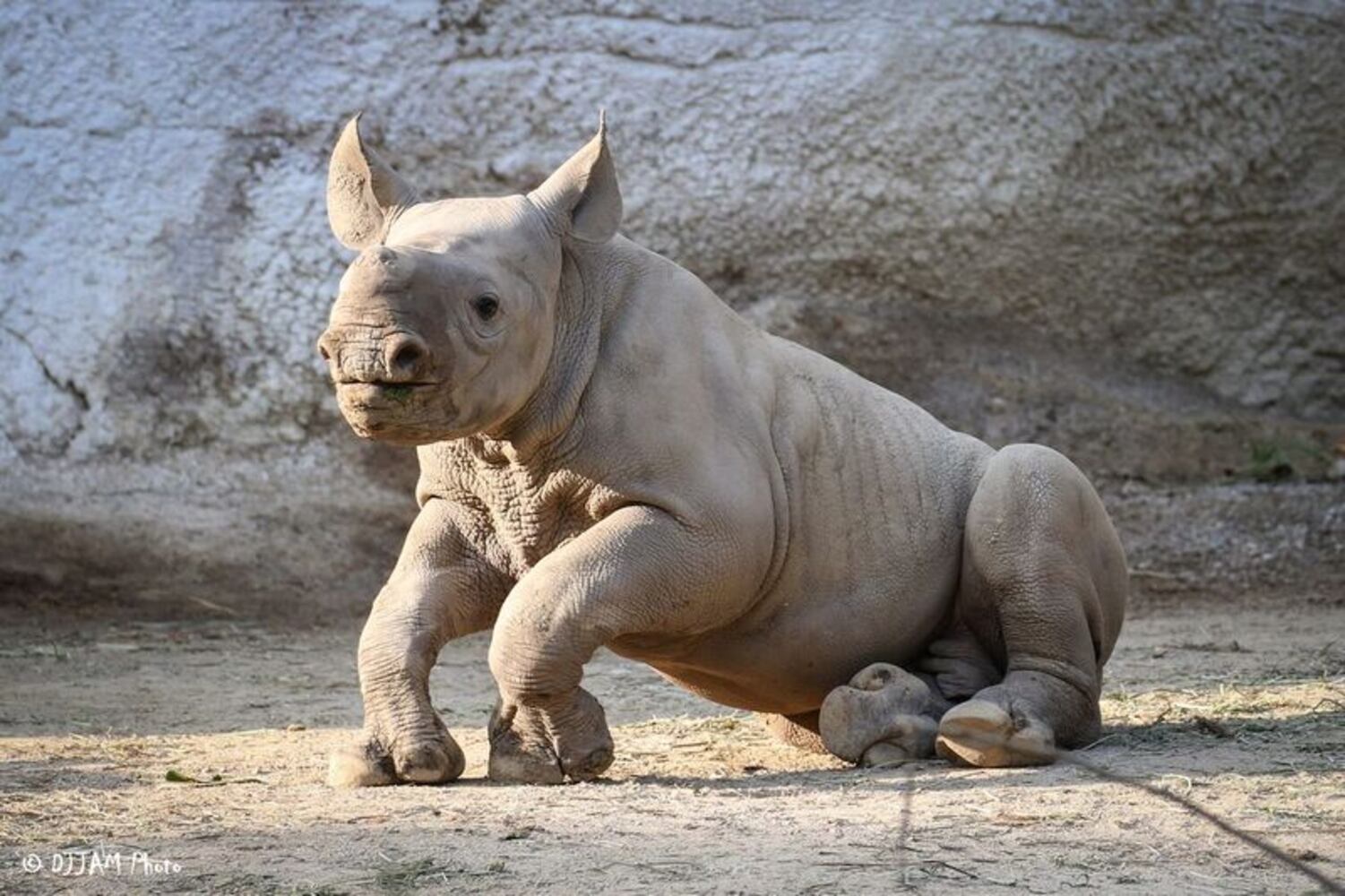 PHOTOS: This first look at Cincinnati Zoo's Zoo babies will be the best part of your day