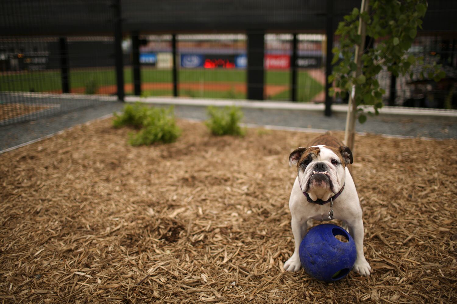News hounds (5/21/15)