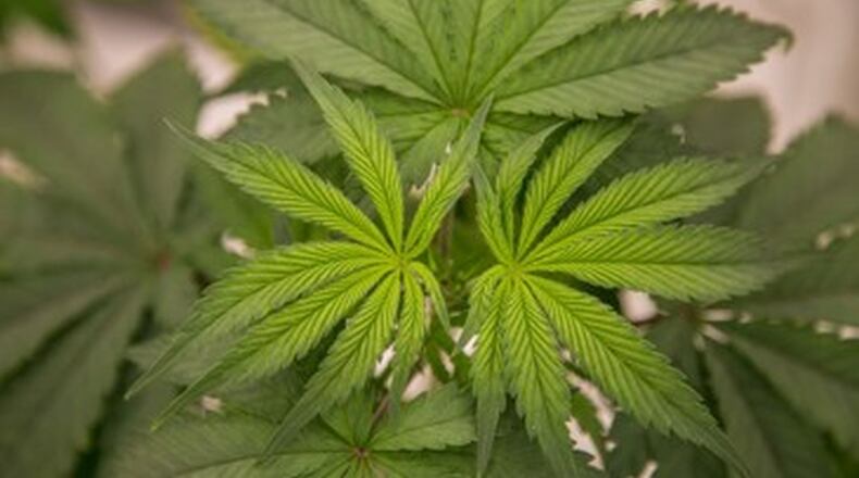 Ohio Attorney General Dave Yost on Monday announced he has rejected a petition for a proposed marijuana-related constitutional amendment because petitioners did not submit the minimum number of valid signatures required. FILE