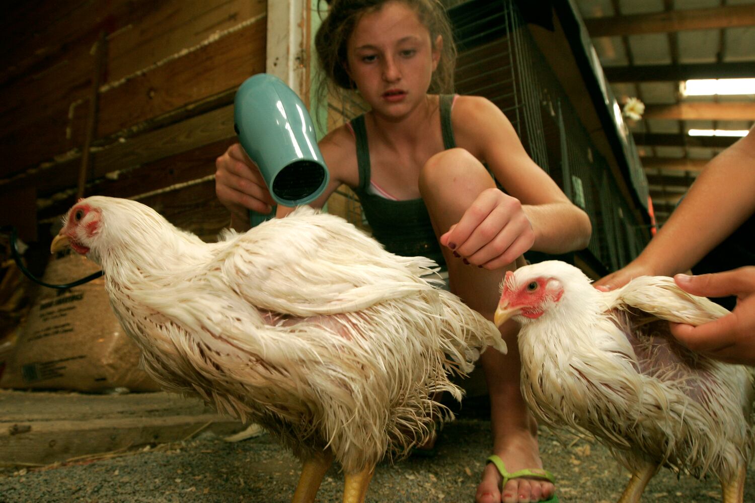 Llamas, goats and kids: 9 wacky images from the Warren County Fair