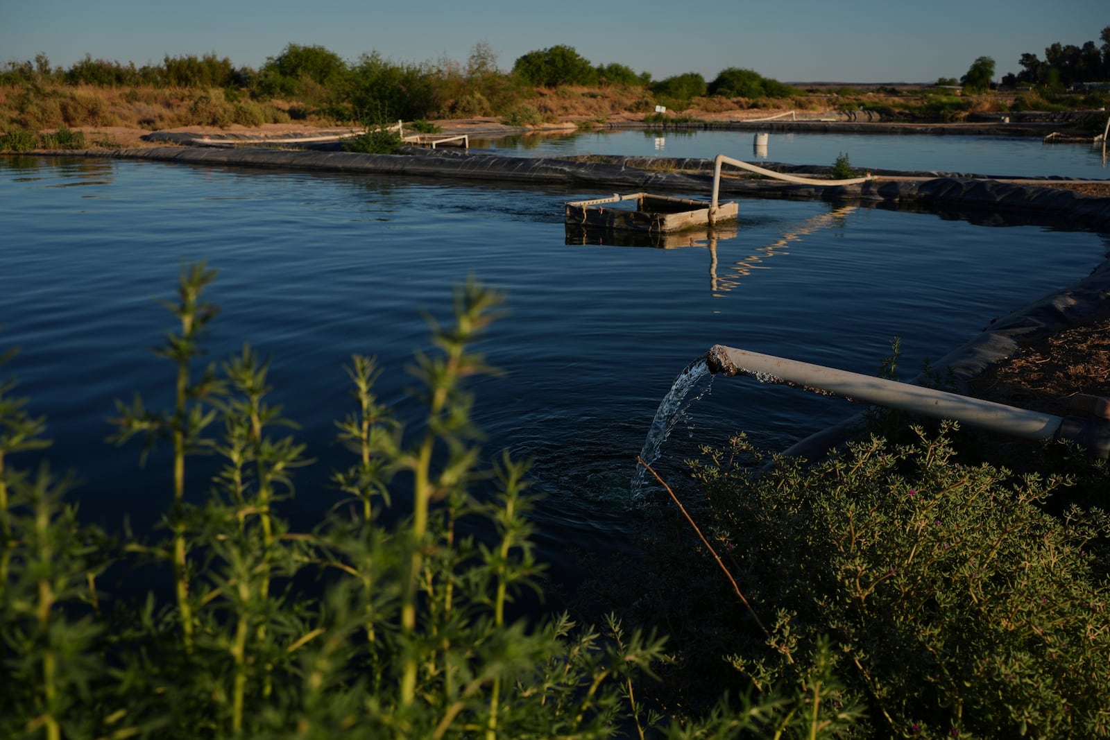 Groundwater fills artificial ponds for barramundi Saturday, April 19, 2025, at a Mainstream USA fish farm in Dateland, Ariz. (AP Photo/Joshua A. Bickel)