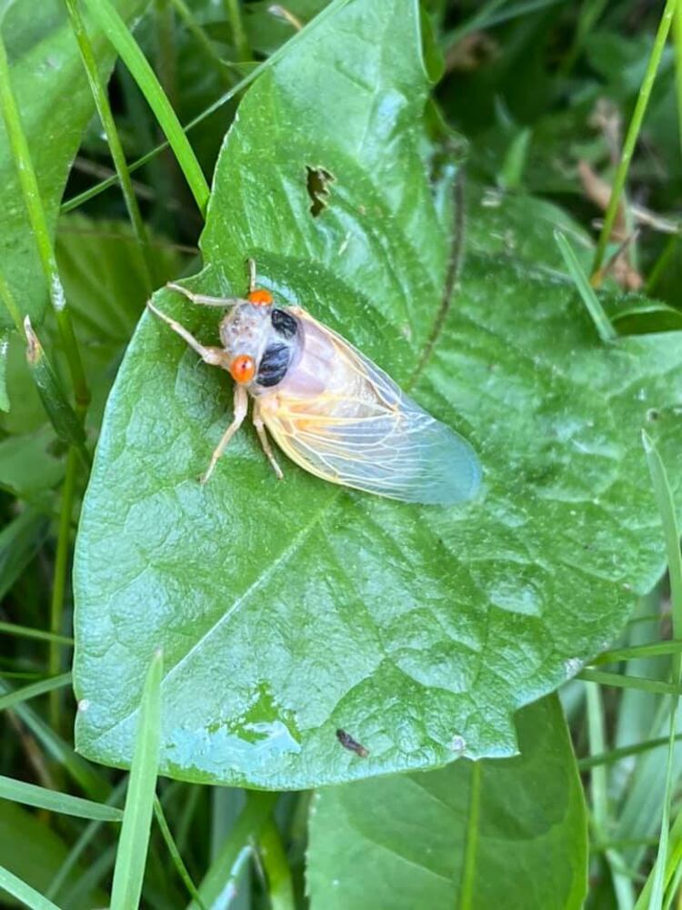 THEY'RE HERE: First cicadas spotted in the Miami Valley