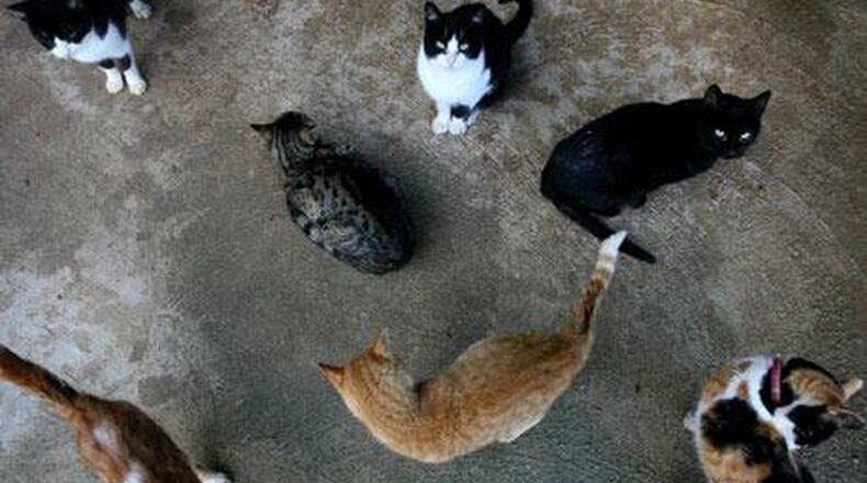 Kettering city council will vote on a new cat control ordinance.