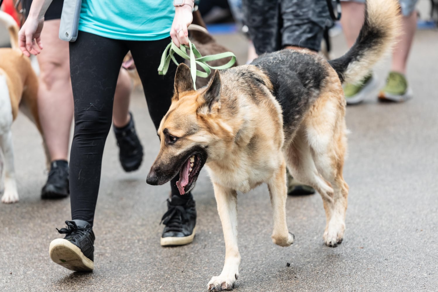 PHOTOS: Did we spot you at the Furry Skurry 5K at Stubbs Park in Centerville?