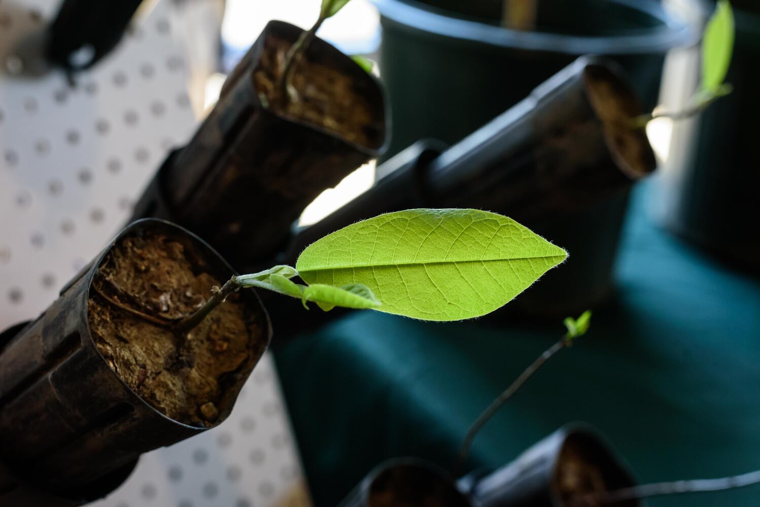 PHOTOS: Kettering Tree Love at Eudora Brewing Company