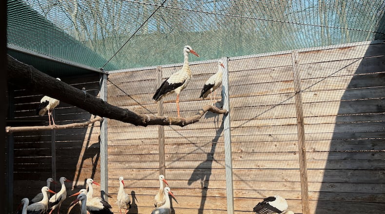 Treated storks are seen in an external cage outside the birds' hospital at the Warsaw Zoo in Warsaw, Poland, Monday, March 16, 2026. (AP Photo/Claudia Ciobanu)