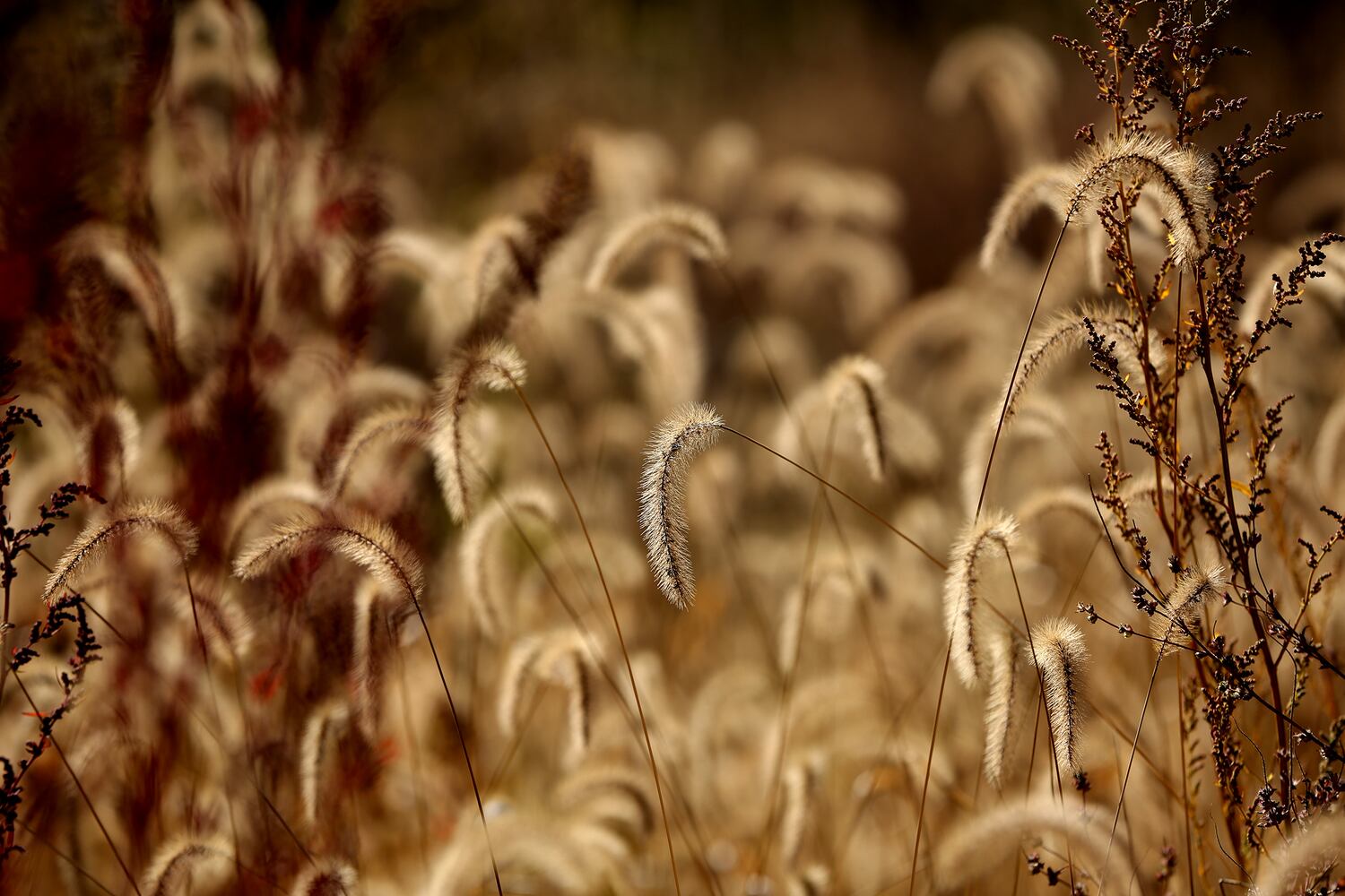 PHOTOS: New hiking trails at Germantown MetroPark explore a landscape of beauty