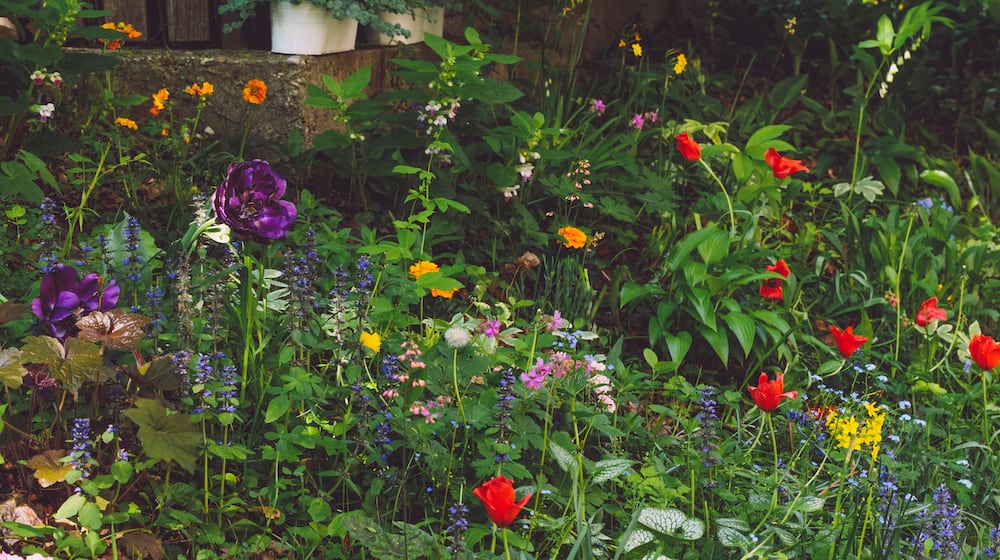 Balance between a healthy landscape for pollinators is something that one can maintain and love. Landscapes that are all native may be great for pollinators and other creatures, but may not work for some people. ISTOCK