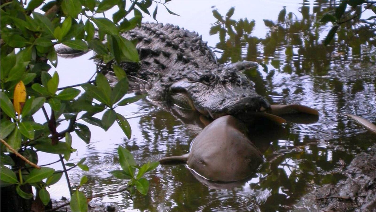 Kansas State University postdoctoral researcher James Nifong documents American alligators' widespread predation of four species of shark like this nurse shark. Photo courtesy of U.S. Fish and Wildlife Service J.N. "Ding" Darling National Wildlife Refuge.