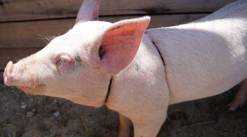 A pig was found abandoned Thursday, July 22, in an alley behind East Hudson Avenue in Dayton with a sturdy nylon rope wrapped so tightly it was embedded in the animal's skin, causing severe lacerations and pain. CONTRIBUTED