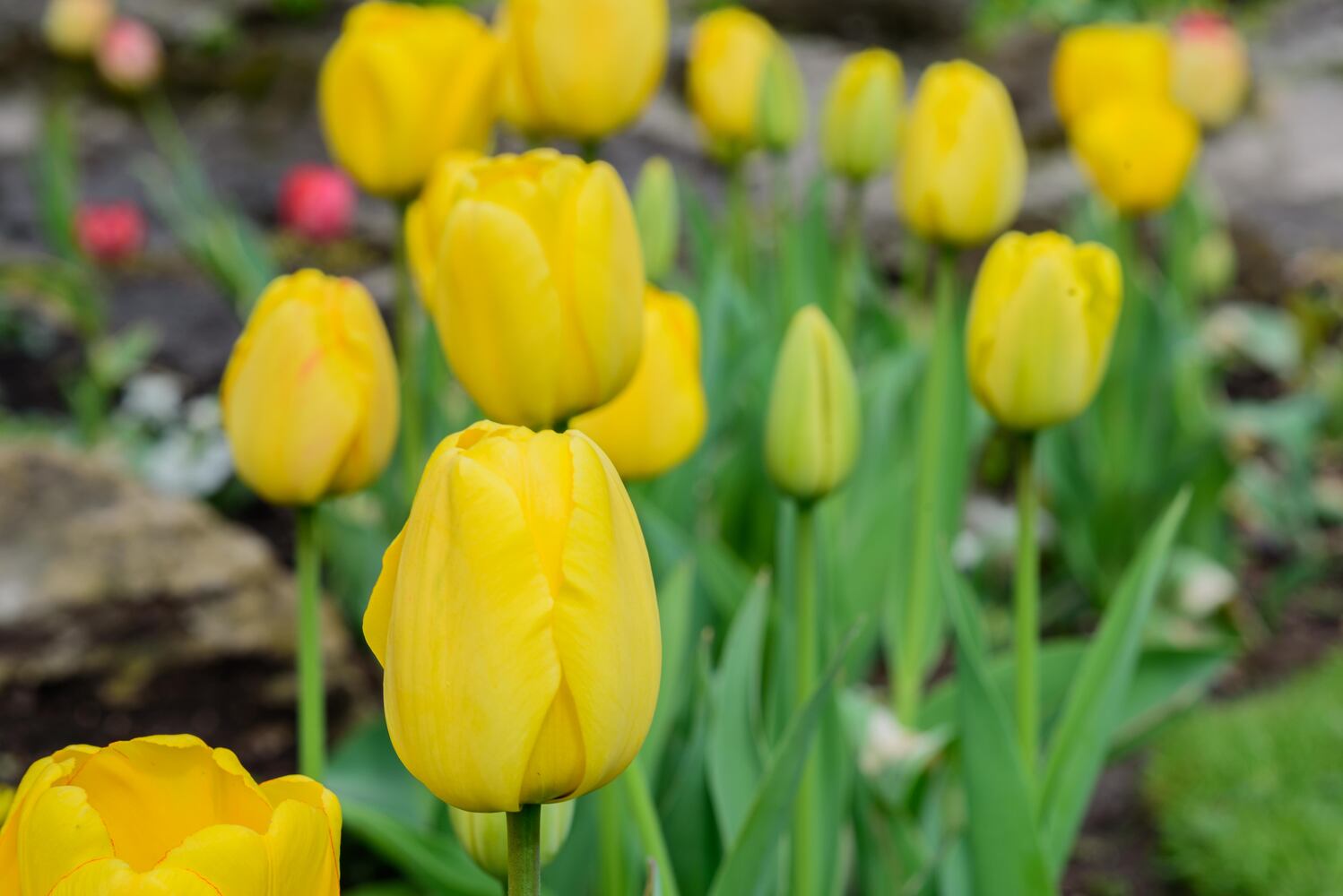 PHOTOS: Multi-colored tulips are in full bloom at Smith Memorial Gardens