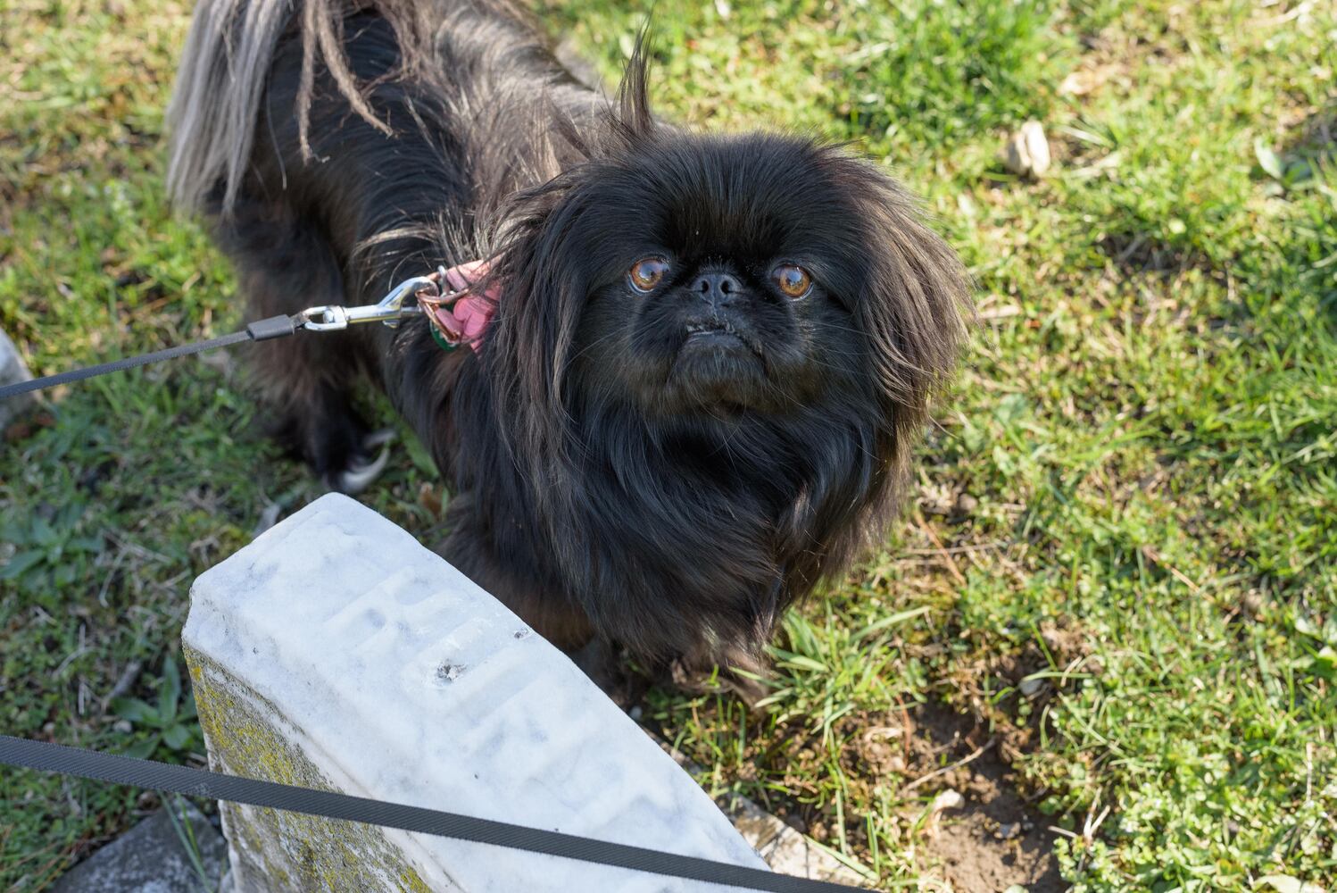 PHOTOS: Woof Walk at Woodland Cemetery & Arboretum