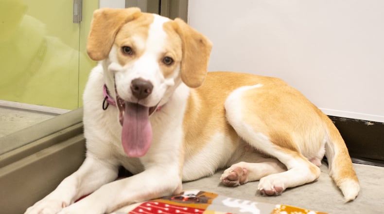 SICSA’s annual spring bazaar will take place April 8 and 9 at the SICSA Pet Adoption Center. There will be many pet-related items for purchase. CONTRIBUTED