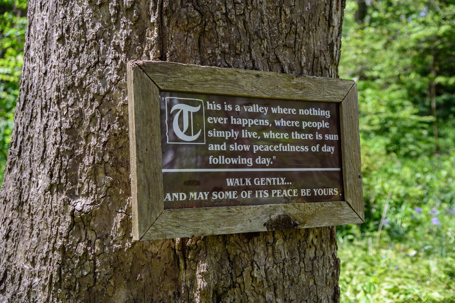 PHOTOS: Gorgeous Aullwood Garden is in full bloom