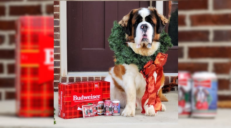 Wilson, 2-year-old St. Bernard from Liberty Township, has been selected to be featured on Budweiser holiday cans and packaging for the 2021 season. Wilson's owner, Kelsey Dempsey, runs an Instagram page for her dogs and used a hashtag to enter the contest and was ultimately chosen out of over 100,000 entries. NICK GRAHAM / STAFF