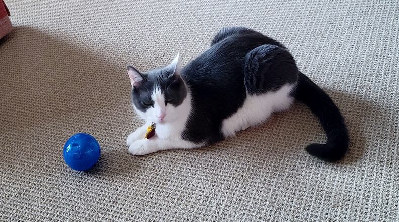 Pip getting ready to play with his food tumbler. KARIN SPICER/CONTRIBUTED