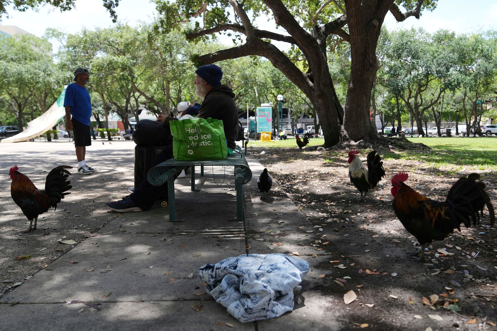 Roosters walk in a park outside of the Stephen P. Clark Government Center in downtown Miami, Wednesday, May 7, 2025, in Miami. (AP Photo/Lynne Sladky)