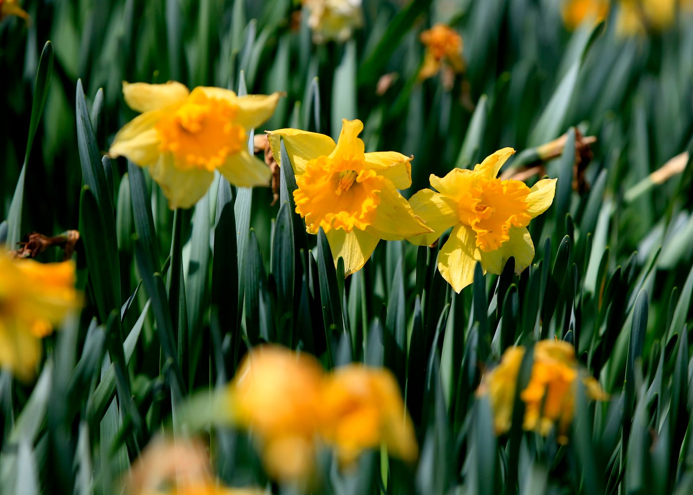 PHOTOS: Tens of thousands of daffodils on display in Oakwood