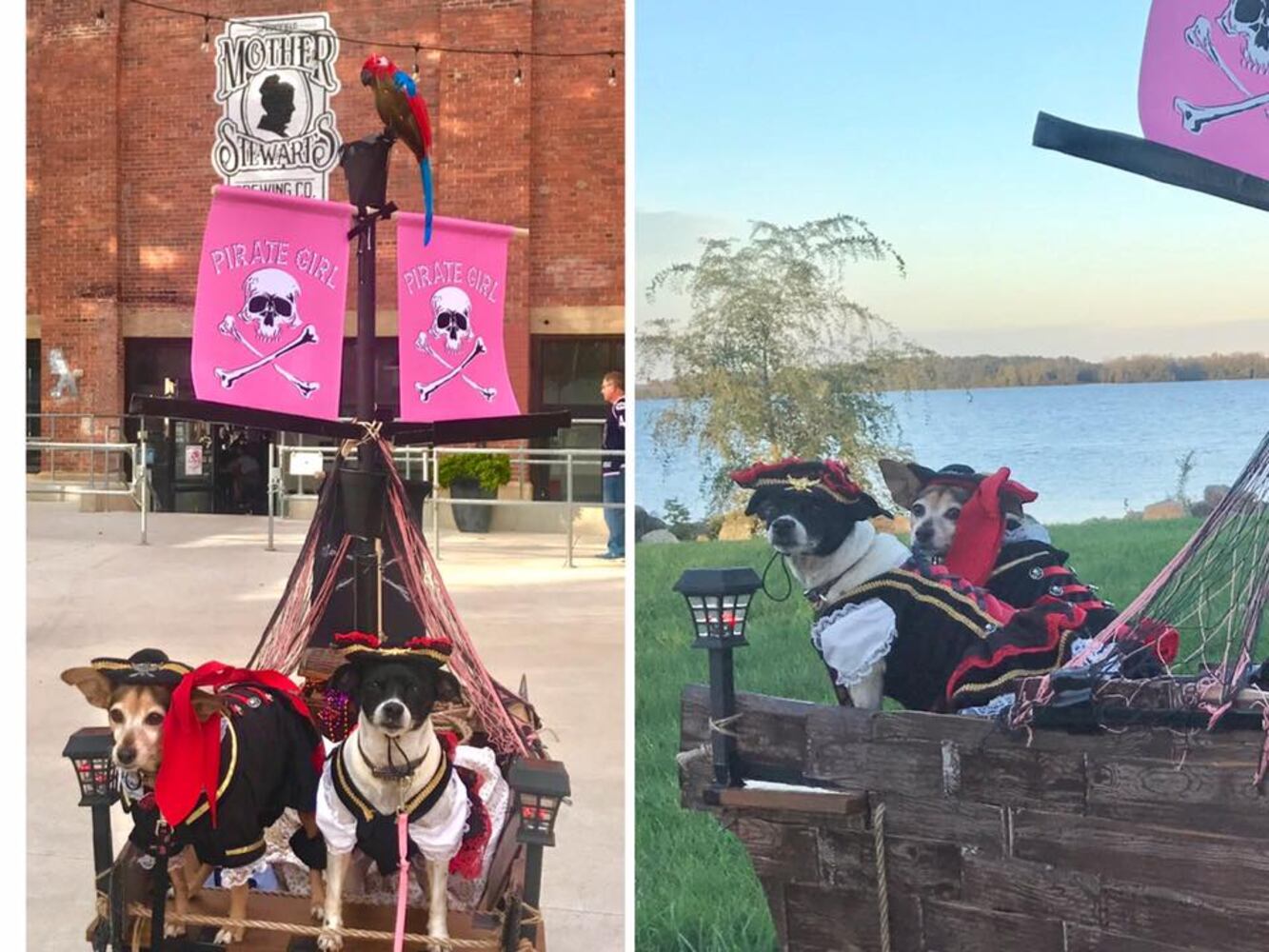 PHOTOS: Local pets ready for Halloween