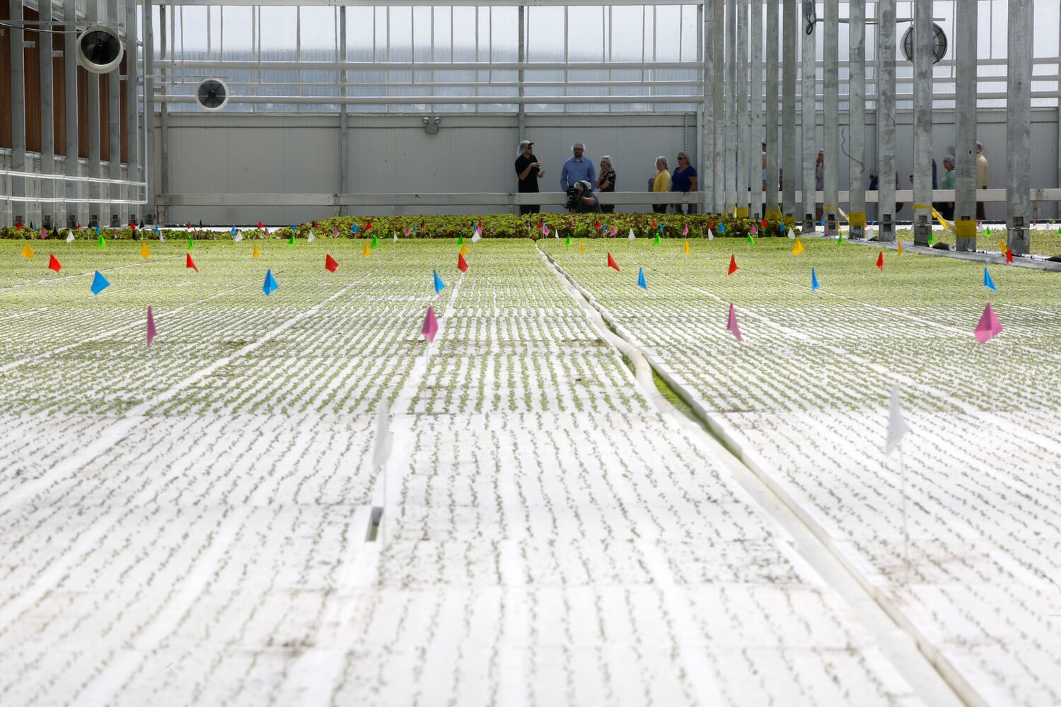 BrightFarms Ohio Greenhouse harvests first hydroponic greens in Wilmington
