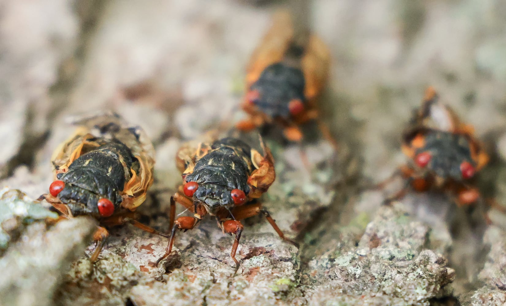 Caesar Creek State Park Cicadas 052825 DDN