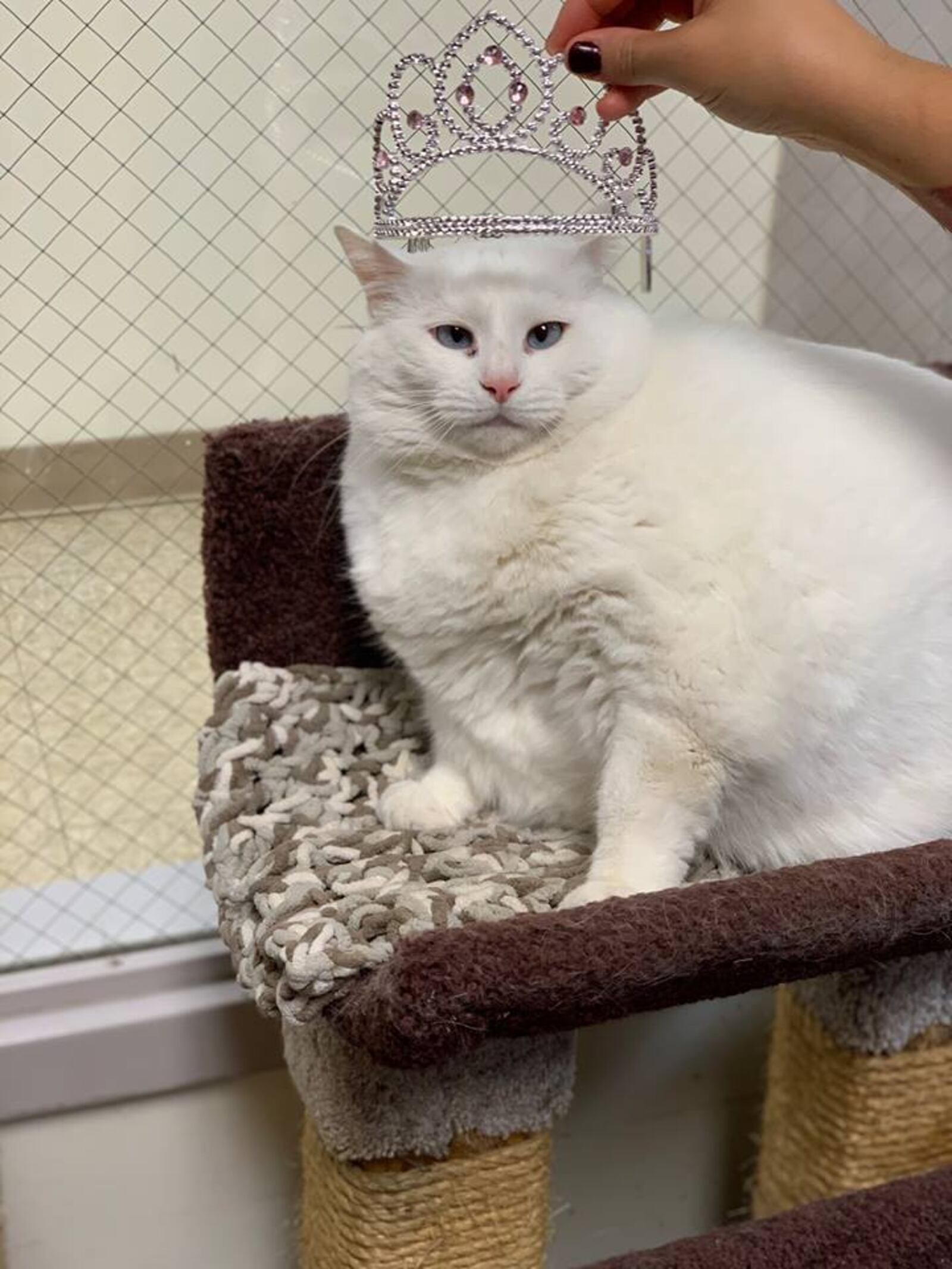 Princess Powderpuff is up for adoption at SICSA Pet Adoption Center. The white cat is 19 pounds and has blue crossed eyes.