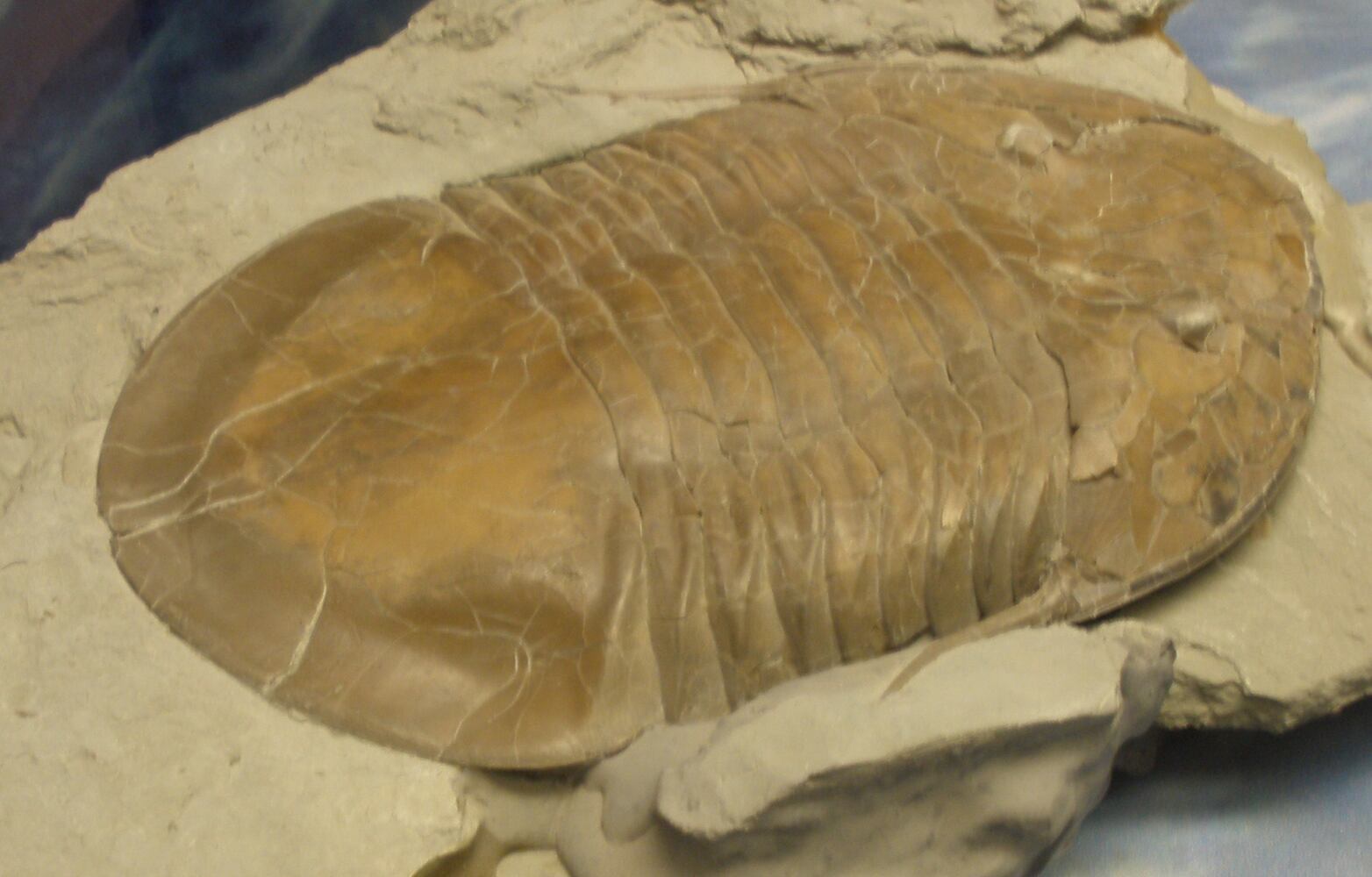 Fossil collecting in Ohio