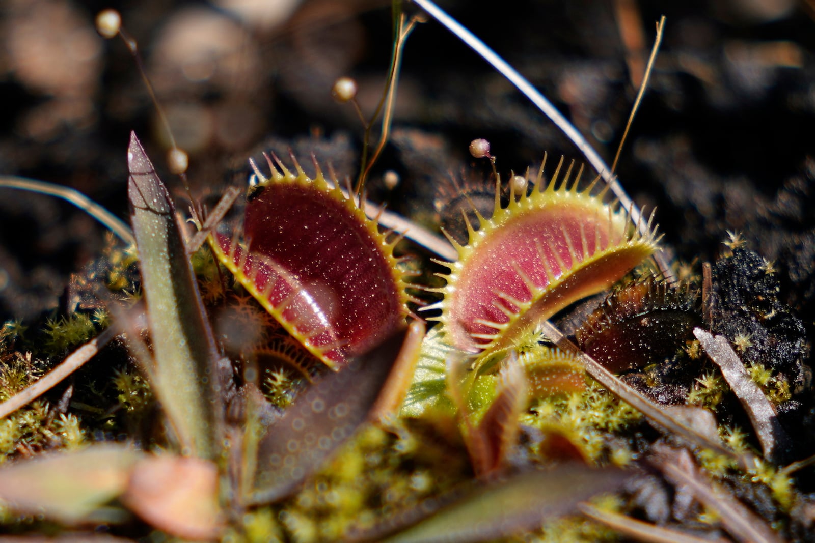 Venus flytraps are seen at the Carolina Beach State Park on Saturday, March 22, 2025, in Carolina Beach, N.C. (AP Photo/Erik Verduzco)