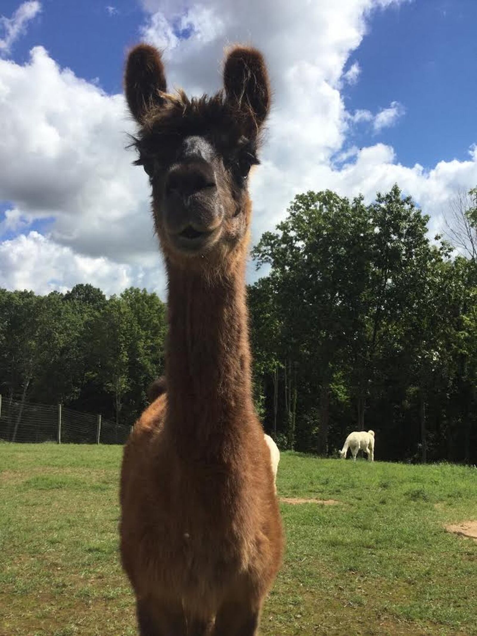 Check out this alpaca at the The Alpacas of Spring Acres in Zanesville. CONTRIBUTED