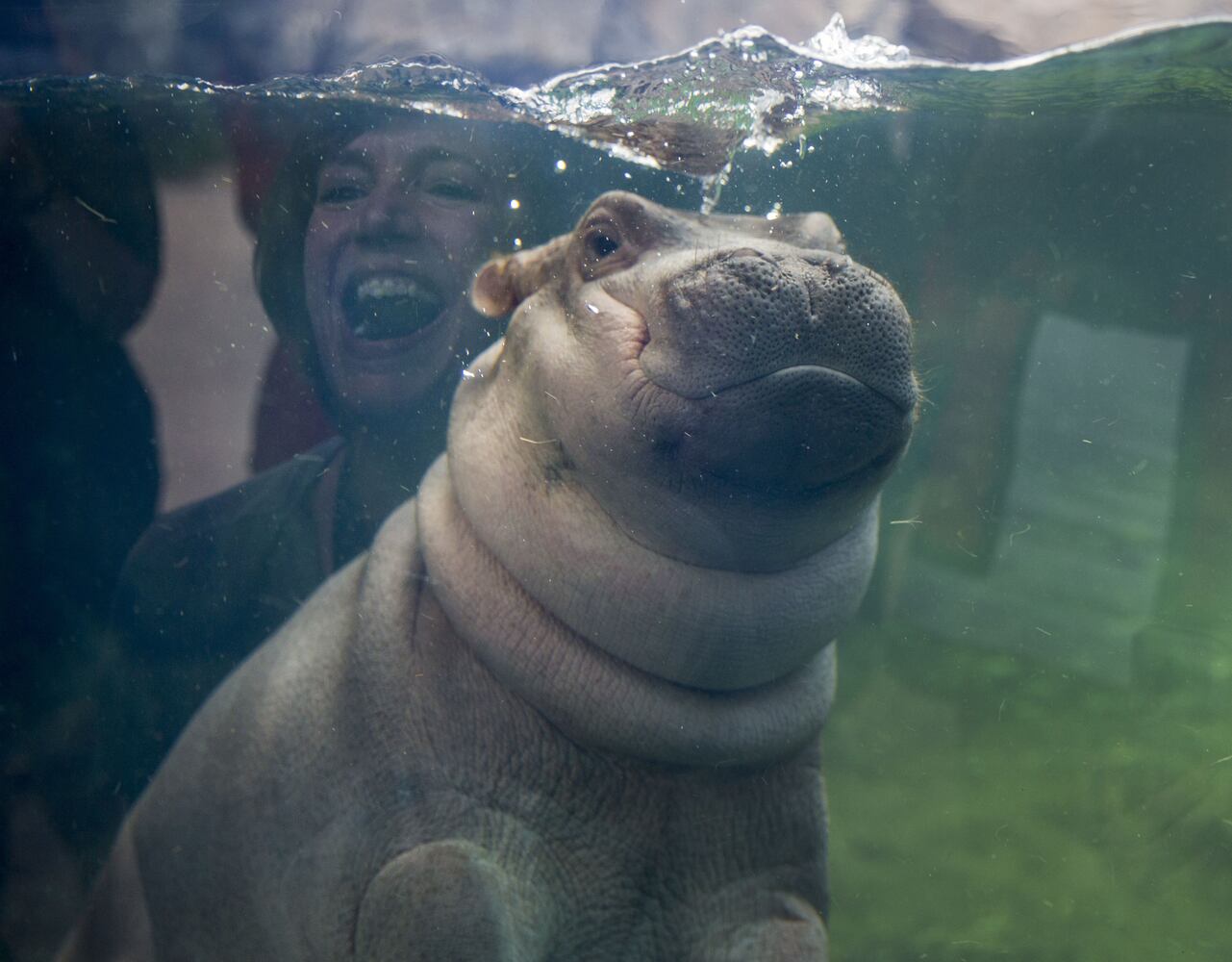 Fiona the hippo photobombs couple&apos;s engagement in epic fashion