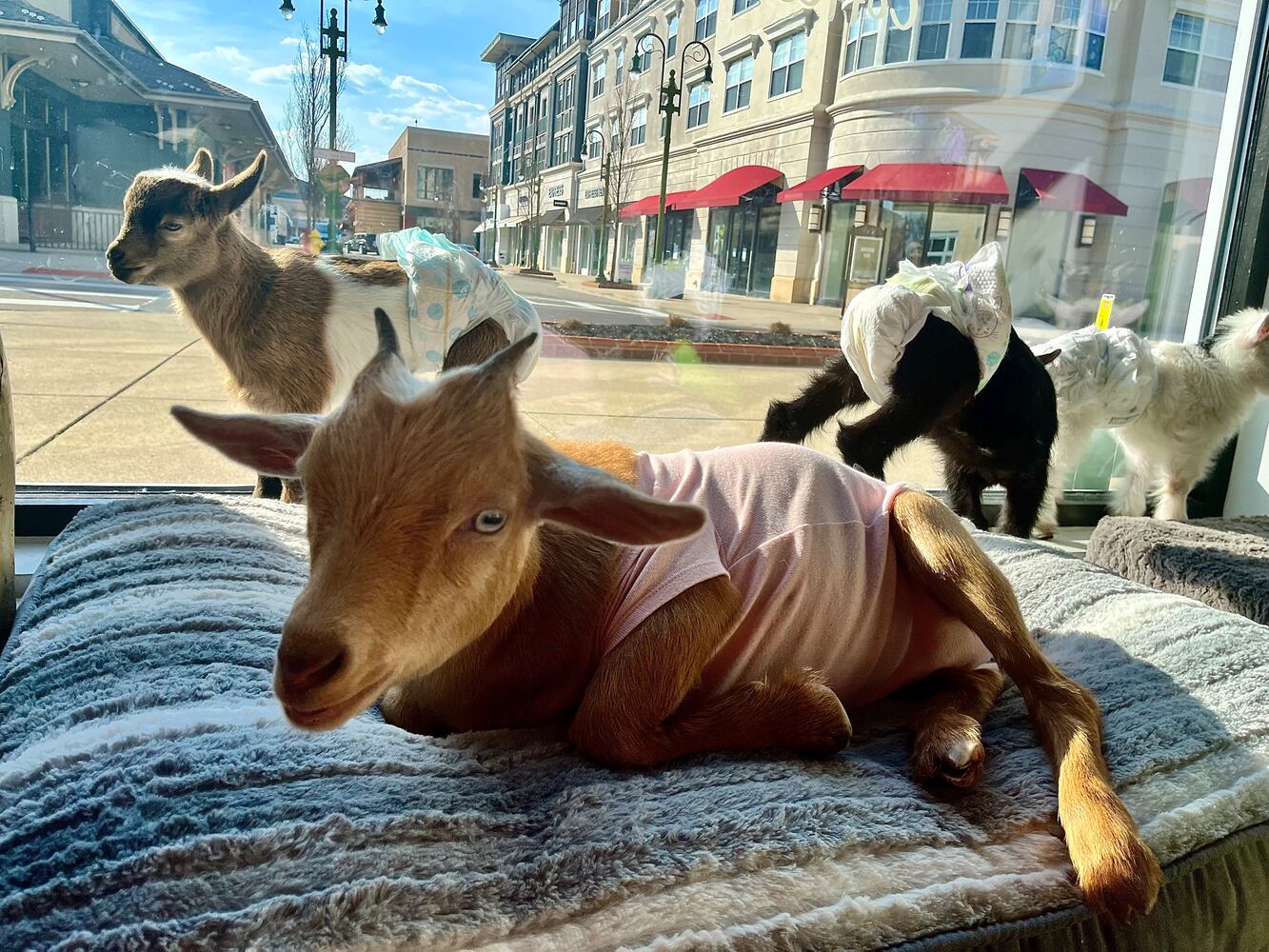 GoatCountry