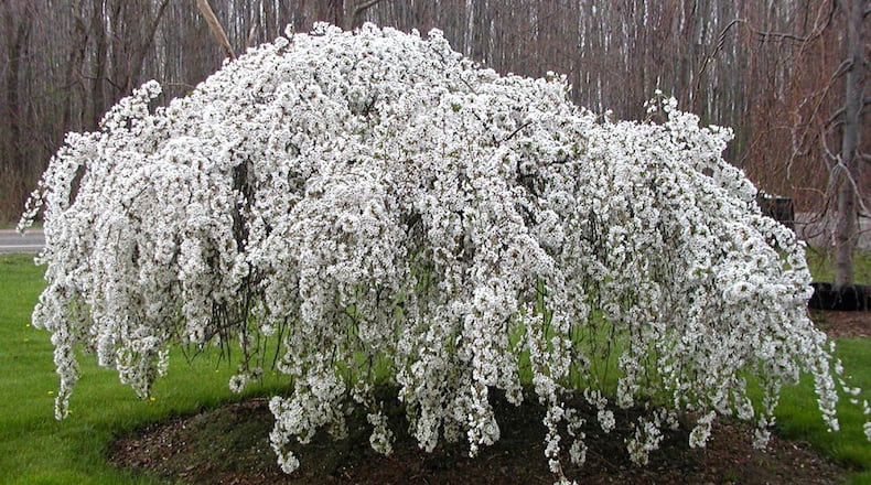 Snow Fountains flowering cherry. CONTRIBUTED
