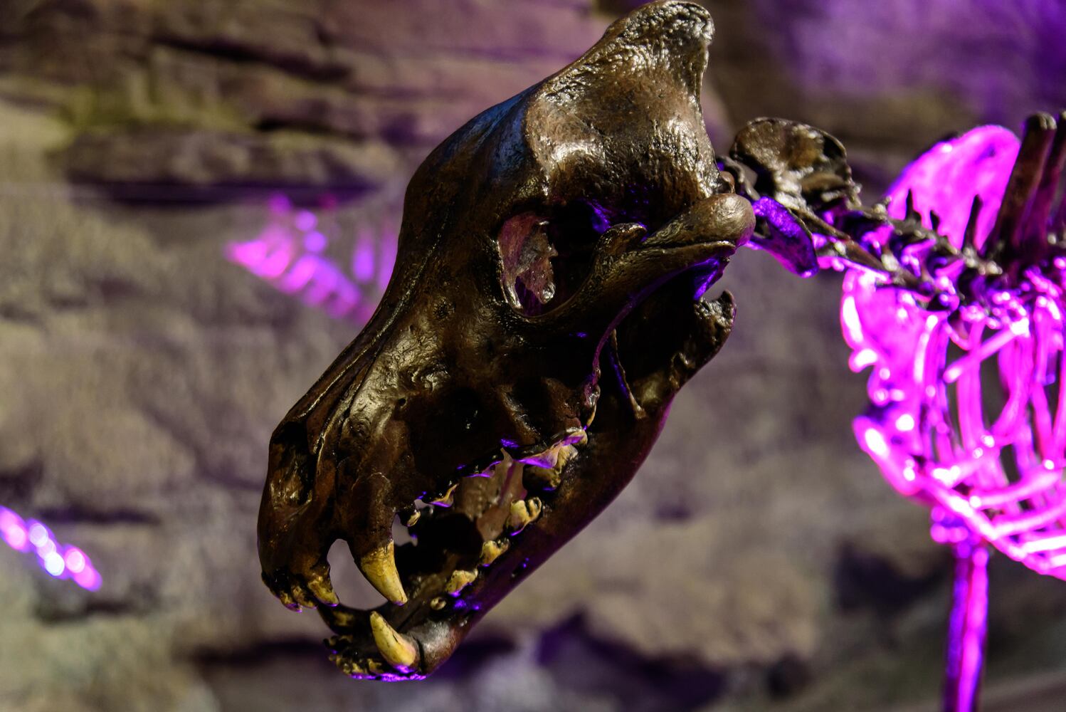 PHOTOS: Did we spot you at Eco Bash: Dayton's Dinosaur at the Boonshoft Museum of Discovery?
