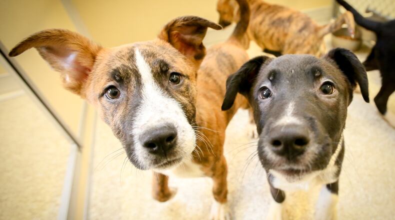 Butler County Dog Warden Kurt Merbs is looking for help in finding who dumped 8 puppies in Fairfield Twp. The shepherd mix pups were released from a van in the 1900 block of Parkamo Avenue on Tuesday night, according to witnesses. The puppies are now being held at the Animal Friends Humane Society. GREG LYNCH / STAFF