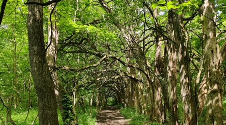Sugarcreek MetroParks features a tree tunnel planted in the late 1800s as a farm fence. CONTRIBUTED