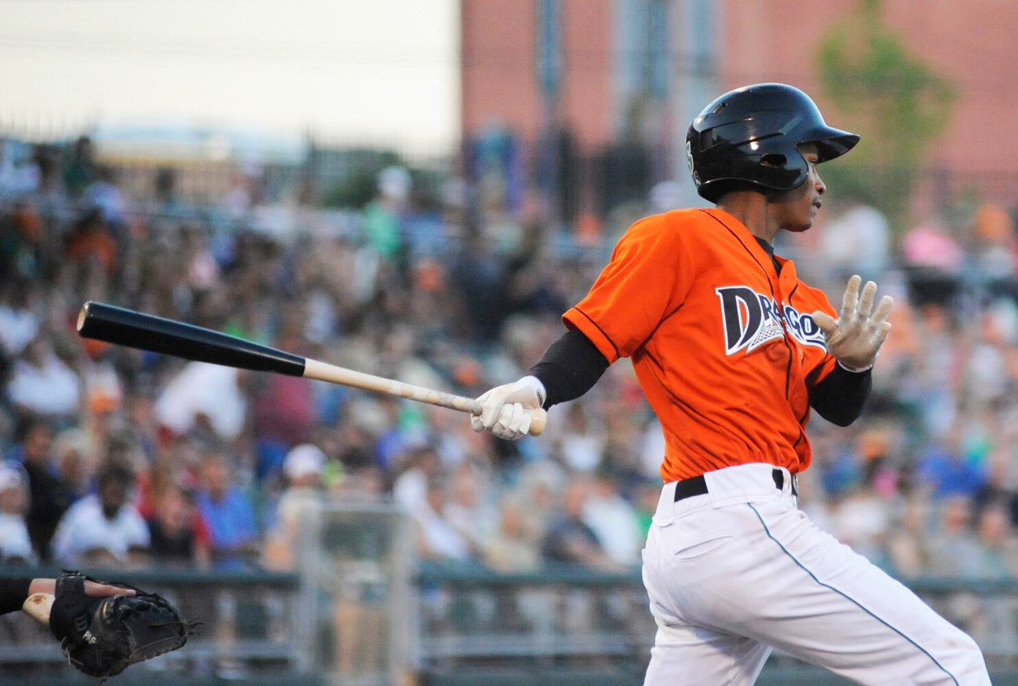 Dragons photo gallery