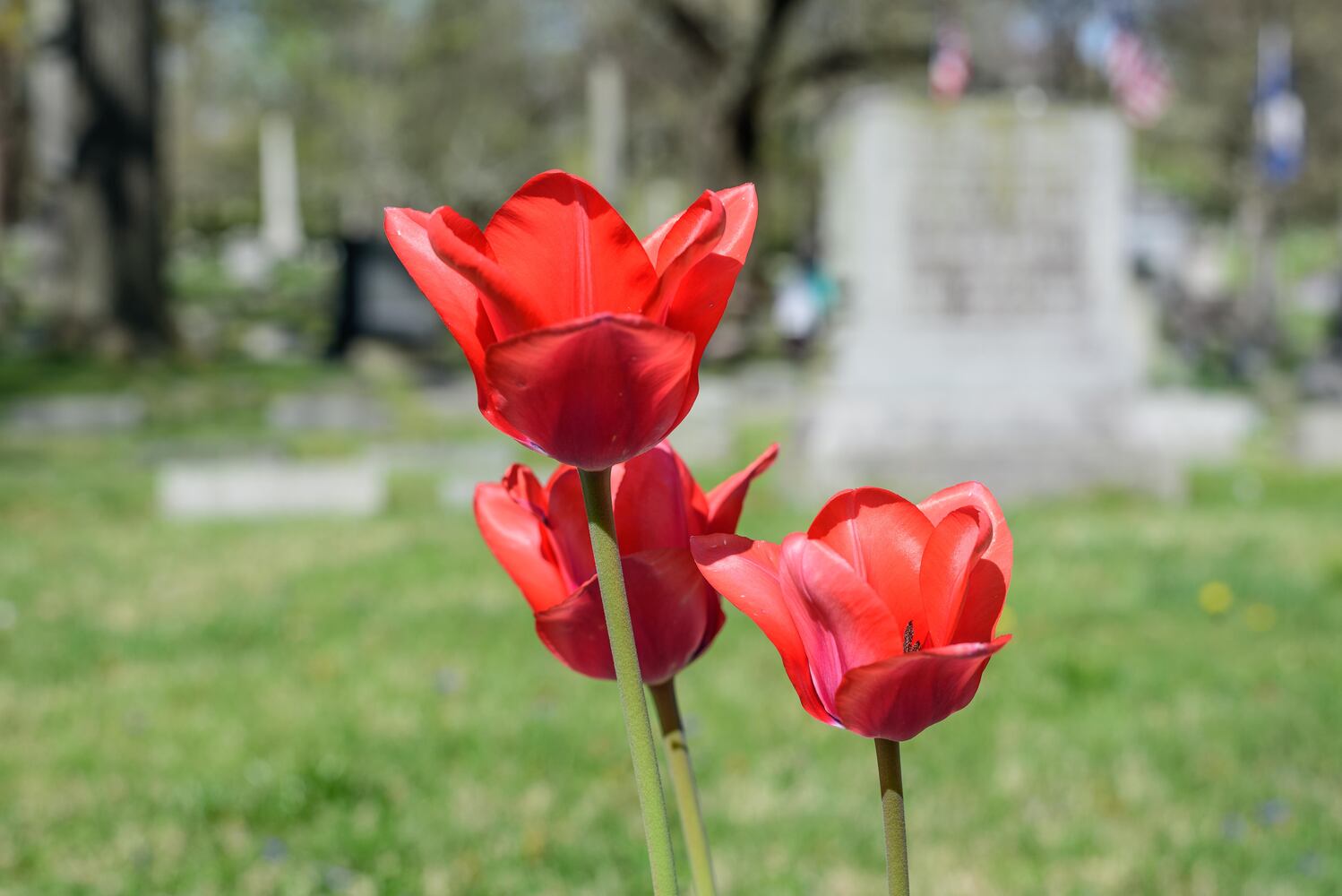 PHOTOS: Woof Walk at Woodland Cemetery & Arboretum